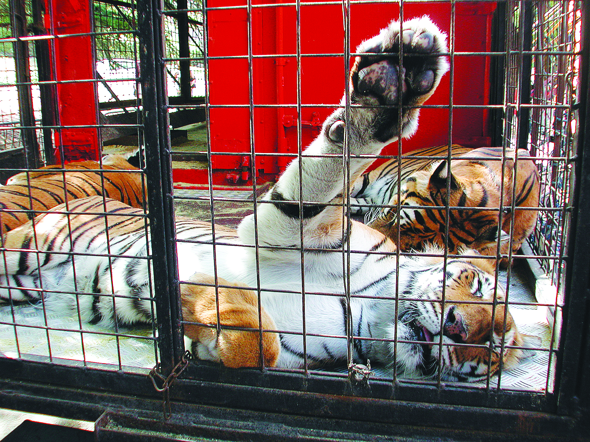 De moins en moins de cirques avec animaux sauvages en France