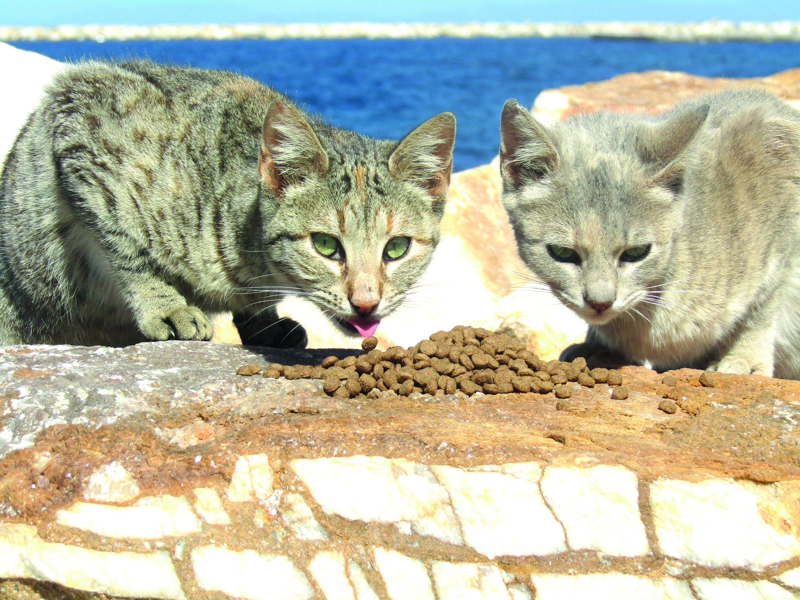 Avec les chats des îles grecques