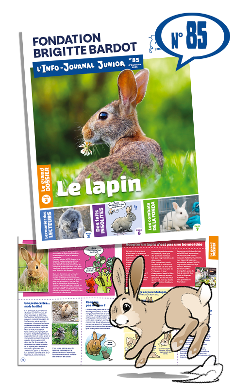 La lapin